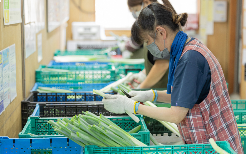 採れたてネギを自社調整