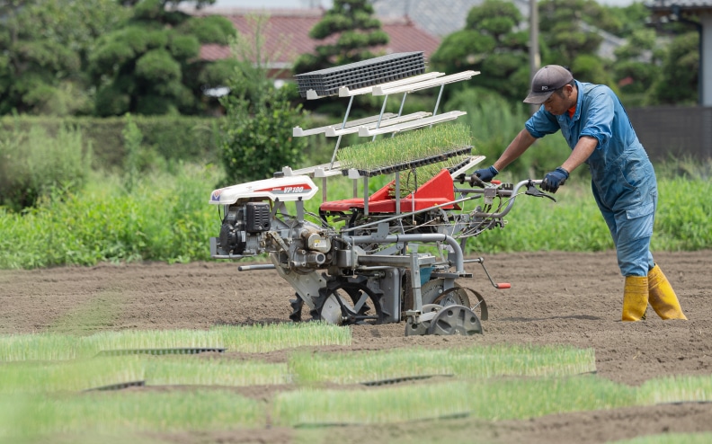 千葉県旭市の長ネギとお米を栽培する石橋農園の畑